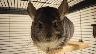 A Day In The Life Of A Chinchilla