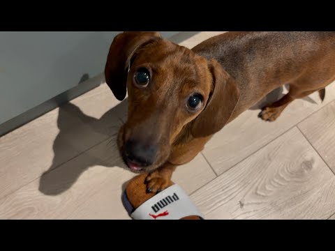 What mini dachshund's body language means