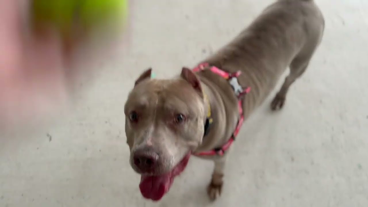 Enlarge Paige, a Adoptable Terrier in Fort Lauderdale, FL video 6/6