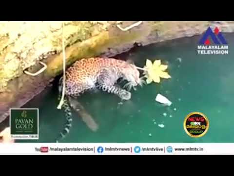 😂😂😂tiger & cat⚡️⚡️⚡️⚡️