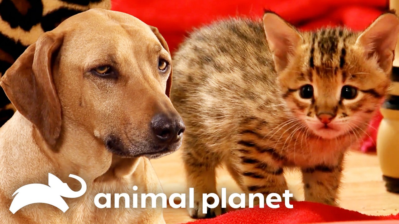 1 Hour of Crazy Cute Cats and Canines! | Too Cute | Animal Planet