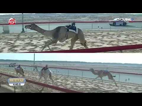  ش 18 (متعب) لـ هجن زعبيل 7:35:6 ، تأهيلي المرموم 2026/03/04 لقايا