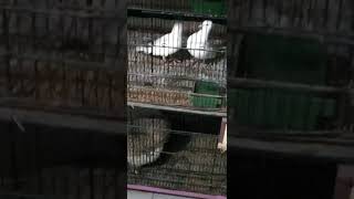 #Dove #khumray # meting #birds | white dove khumry meting @zamanpetsvlog