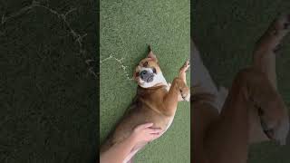 Video preview image #1 Labrador Retriever-Unknown Mix Puppy For Sale in The Woodlands, TX, USA