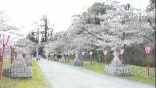 preview picture of video '馬陵公園の桜（相馬市）2010年4月21日'
