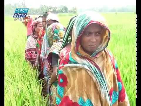 ধান চাষে ২ নারী কৃষকের অভাবনীয় সাফল্য