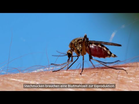 So schützt du dich gegen Gelsen