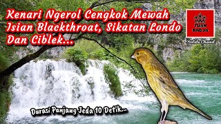 Download lagu Kenari ngerol cengkok mewah isian blackthroat sikatan londo dan ciblek, durasi panjang jeda 10 detik mp3