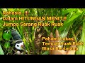 Rahasia Cara Mencari Sarang Burung Ruak Ruak Dalam Hitungan Menit Pasti Dapat