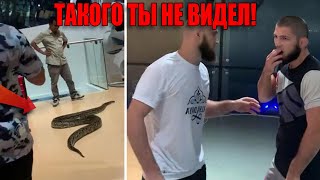 Хабиб ПОСЛЕ БОЯ С Гэтжи! УБЕГАЕТ от ОГРОМНОЙ ЗМЕИ / СМЕШНЫЕ МОМЕНТЫ / Нурмагомедов Гейджи UFC 254