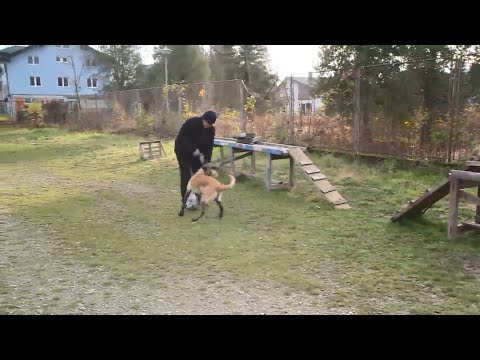 POSLIJEPODNE UZ RTVUSK – DRESURA PASA, POSAO I HOBI BIŠĆANINA FADILA DIZDAREVIĆA