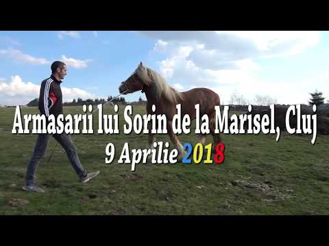 Armasarii lui Sorin de la Marsel, Cluj - 2018