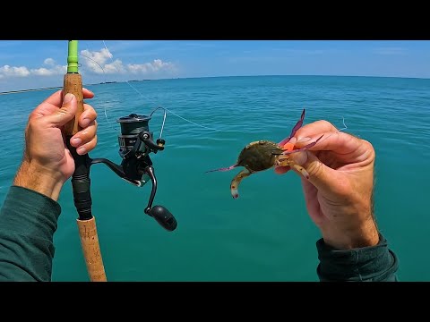 BIG Fish LOVE Crabs - Florida Summer Ocean Multi-Species Fishing