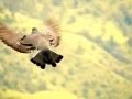 Pigeon Flying In Slow Motion