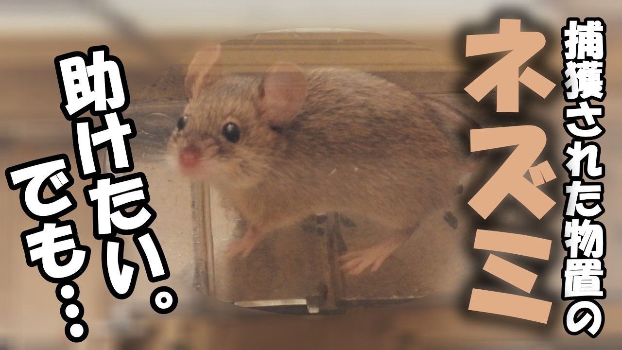 小さな訪問者と別れの物語