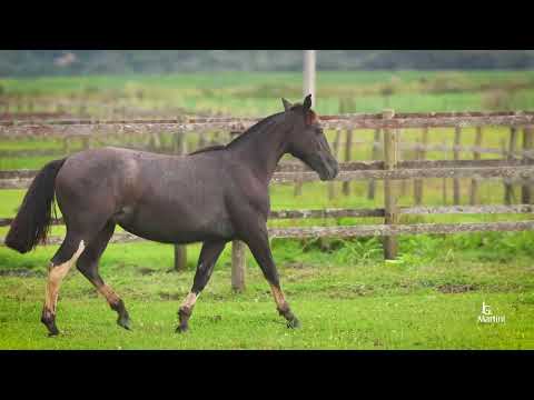Lote 29 ATACAMA DO RECANTO CRIOULO