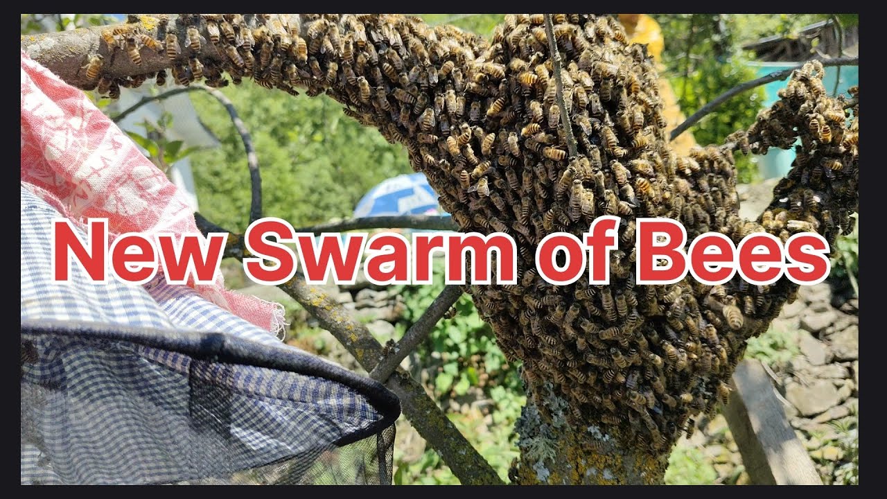 New Swarm of Bees | Traditional Beekeeping 