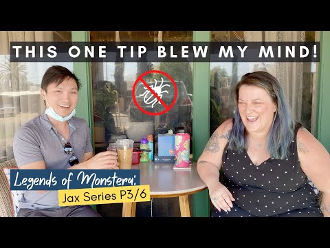 Killing Gnats & Spider Mites - What Works & Doesn't Work | Plant Care Tips | Jax Series | Ep 142