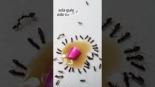 Download lagu Ada gula ada semut mp3