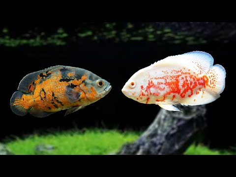 Top 10 ways to prevent Oscar Fishes from Fighting