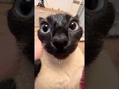 Why Siamese Cats turn into coal in winter! 🐱❄️#shorts #cat #siamesecats #cute #facts #animals