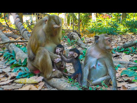 How much Bonita fell in love with Astro, but Astra didn't want Grandma to cuddle him for long