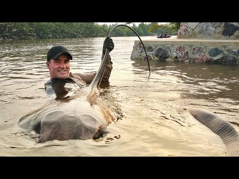 I collect venom from a giant stingray - Cyril Chauquet