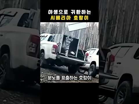 시베리아 호랑이의 긴장되는 야생 방사 현장 #동물 #호랑이 #시베리아호랑이 #백두산호랑이