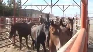 HORSE Slaughter ABUSES Preakness Stakes Kentucky Derby Triple Crown American Pharoah Race Petition