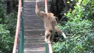 Gibbon Walks The Tightrope