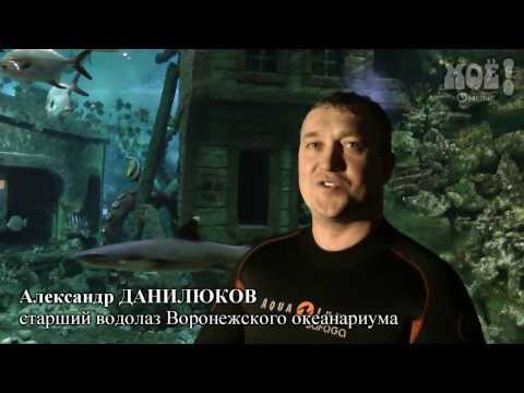 Корреспонденты «Ё!» узнали, как уложить спать акулу и почему падают в обморок пираньи