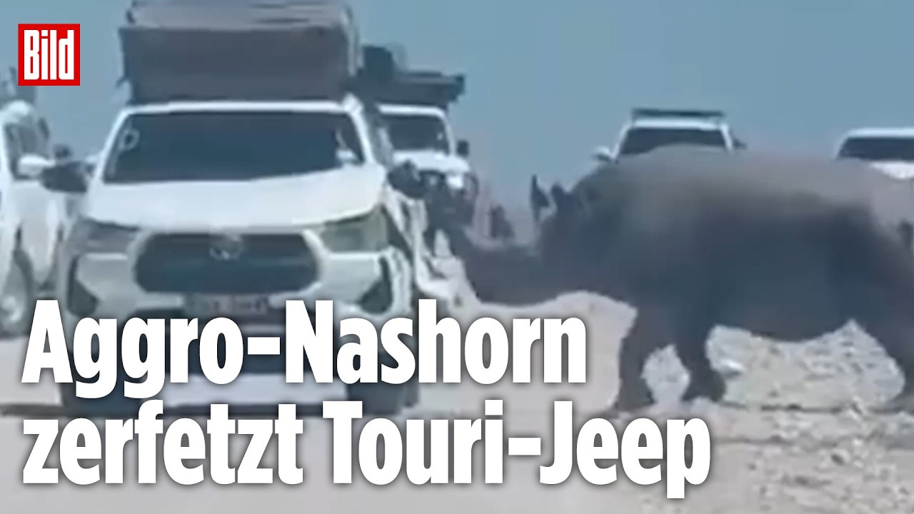 NAMIBIA: Wütendes Nashorn greift Reisegruppe auf Safari an