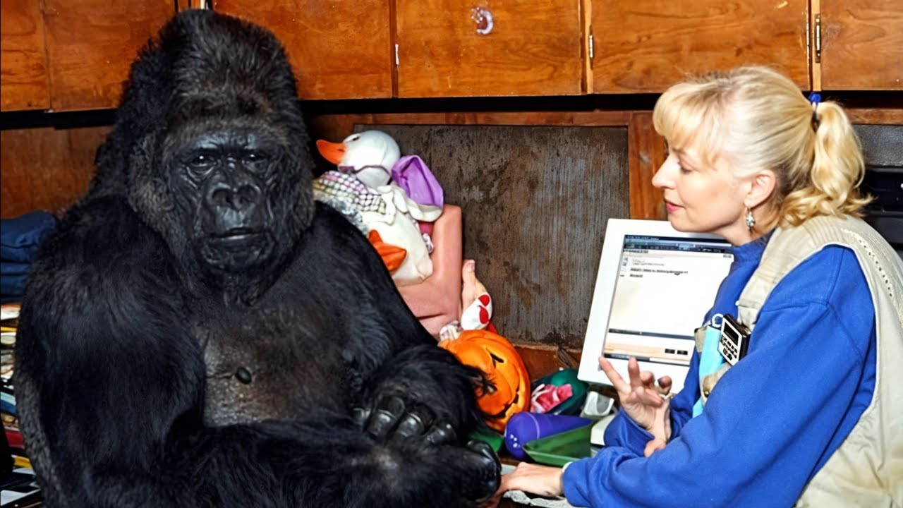 Gorilla That Can Talk Said Something Shocking About Humans - You Won’t Believe This!!