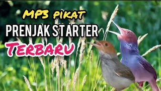 Download lagu Suara Pikat PRENJAK STARTER RIBUT TERBARU Ampuh Untuk Pikat Prenjak Dan Semua Jenis Burcil mp3 Download lagu Suara Pikat PRENJAK STARTER RIBUT TERBARU Ampuh Untuk Pikat Prenjak Dan Semua Jenis Burcil mp3