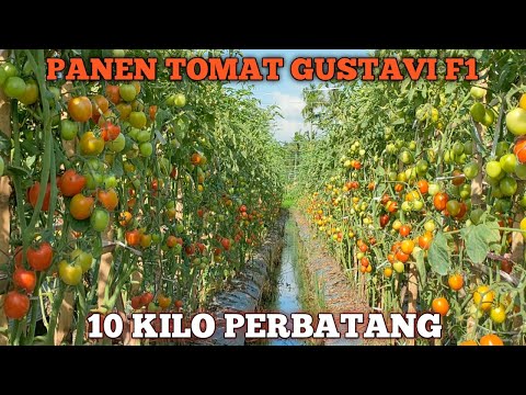 , title : 'PANEN TOMAT GUSTAVI F1| BUAHNYA SUPER JUMBO~10KILO PERBATANG'