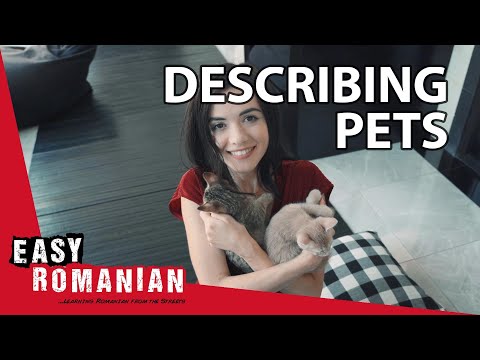 ルーマニア語でペットを表現する方法｜超簡単ルーマニア語3 (How to describe pets in Romanian | Super Easy Romanian 3)