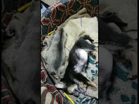 Canine distemper puppies are under treatment #dogs #animals #puppy #puppies