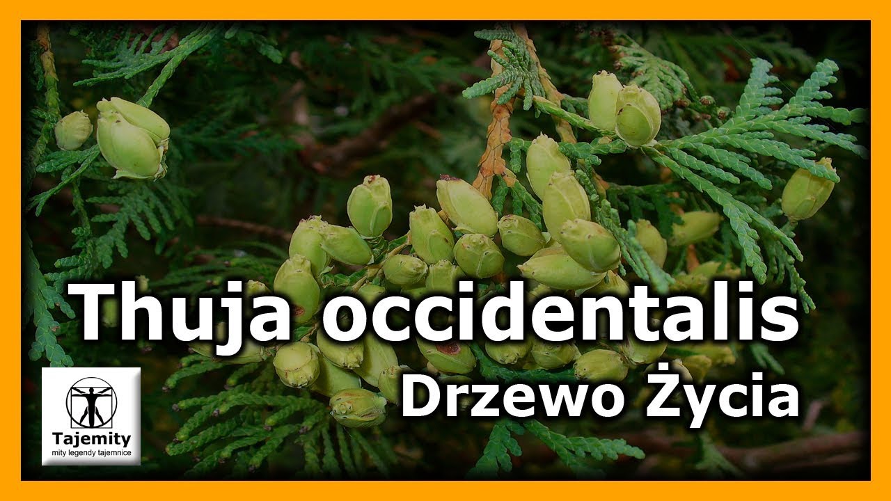 Thuja occidentalis - Drzewo Życia