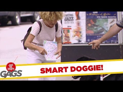 Dog Reading Map Prank! - Just For Laughs Gags