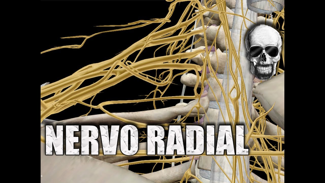 NERVO RADIAL - Trajeto no PLEXO BRAQUIAL e área de inervação