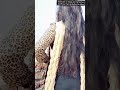 Pakistani Cute Hot Tiktok Girls Hot Paki Girls In Tight Jeans Hot Girls