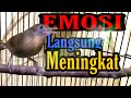 CUCAK JENGGOT MINI BURUNG BERSUARA MENAKUTKAN BIKIN BURUNG EMOSI