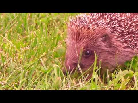 The Heart Part 4 - Kendrick Lamar (Lyrics)