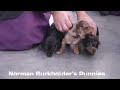 Miniature Dachshund dogs for sale: Korey - Video 1