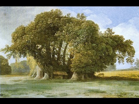 What are the biggest trees in Europe?