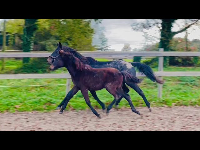 Top pouliche SFO 2025 : 4 grands-parents > 145