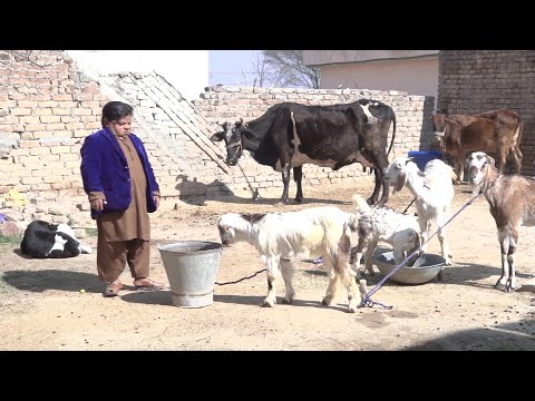 Mithu Khan DOOD WALA / Milk Ka Karobar Funny Short Drama / Full Pothwari Drama 2022