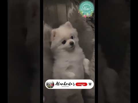🦮🦴🐾Some acts needs no words babe#bengali #subscribe #family #doglover #cute puppy in 🛗