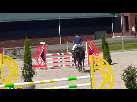 HBR Jordan (Air Jordan) 5yr Approved Stallion