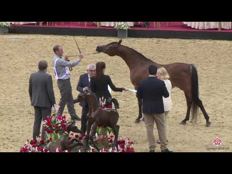 N 179 DUHA AL NAKEEB   10th Qatar International Arabian Peninsula Horse Show 2020   11+ Years Old